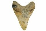 Fossil Megalodon Tooth - North Carolina #361716-2
